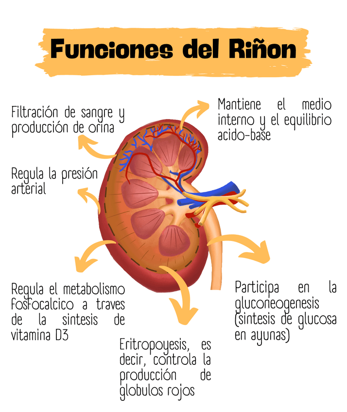 Miniatura del documento funciones-del-rinon.pdf