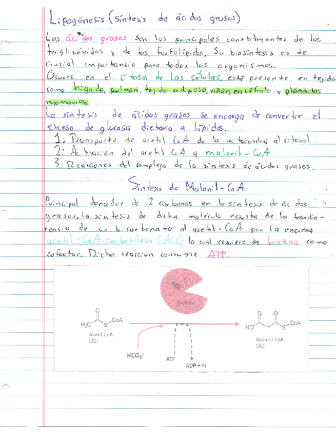 Miniatura del documento Resumen-Lipogenesis.pdf