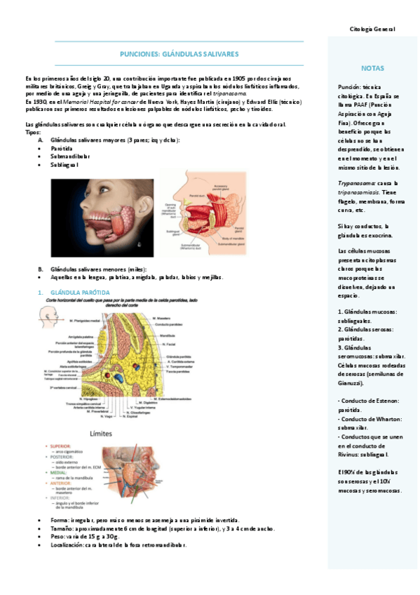 Miniatura del documento T1-GLANDULAS-SALIVALES.pdf