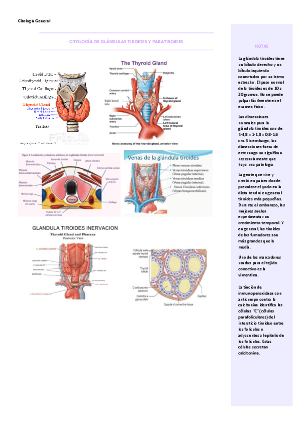 Miniatura del documento T3-TIROIDES.pdf