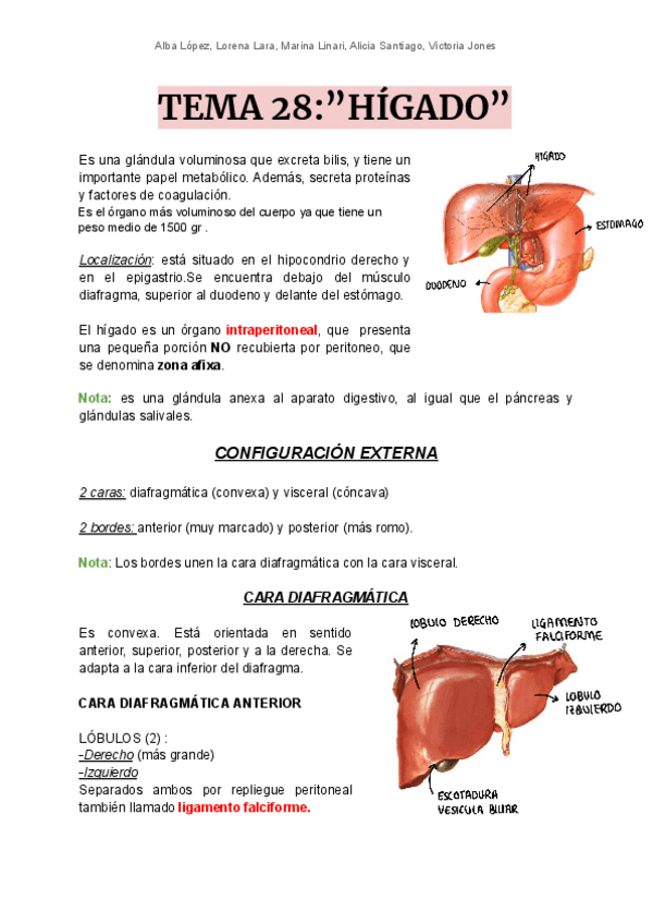 Miniatura del documento T28-higado.pdf