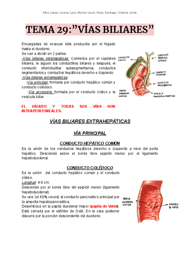 Miniatura del documento T29-vias-biliares.pdf