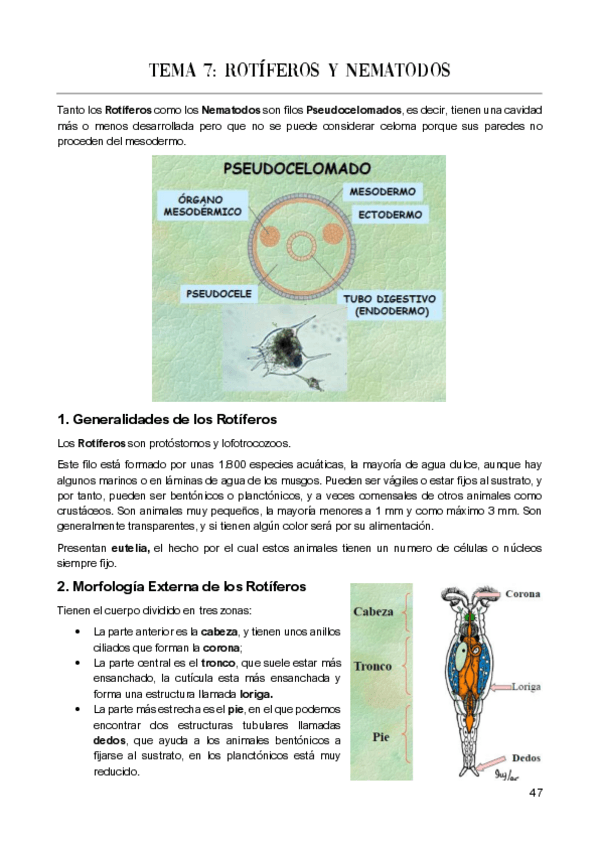 Miniatura del documento Tema-7-Fauna.pdf