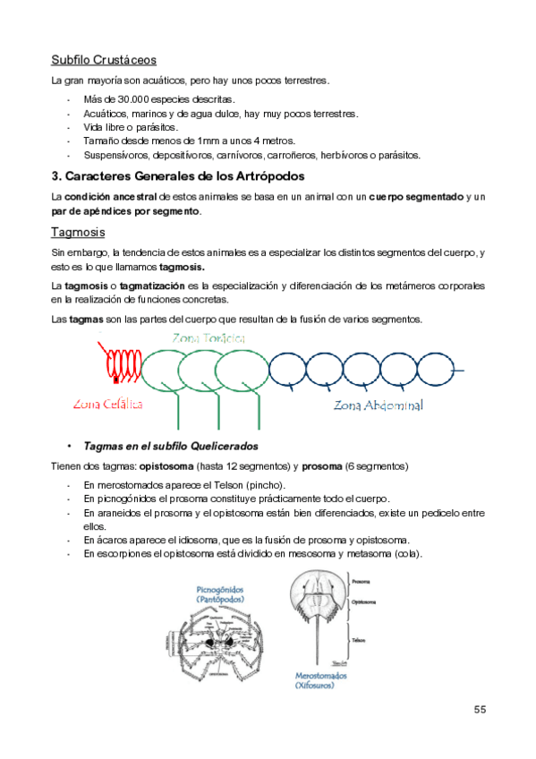 Miniatura del documento Tema-8-Fauna.pdf