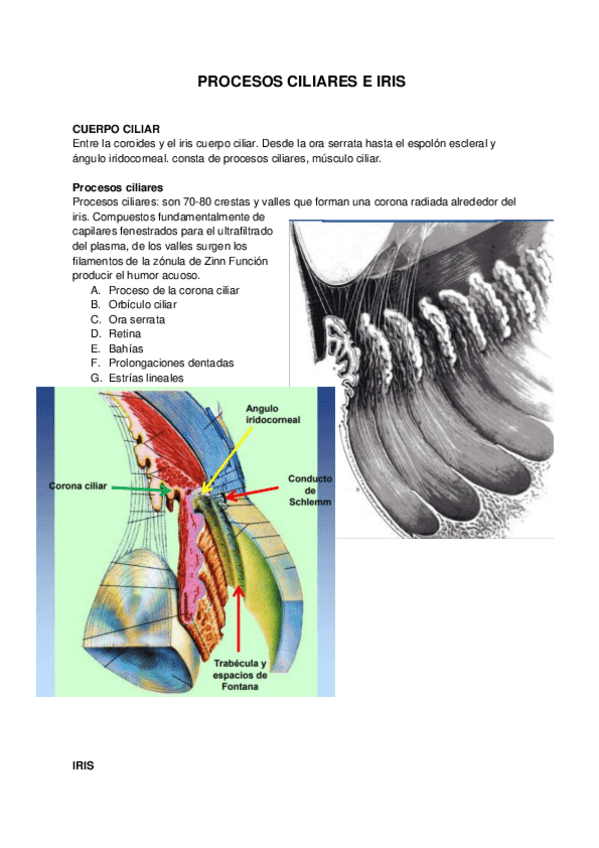 Miniatura del documento TEMA-41.pdf