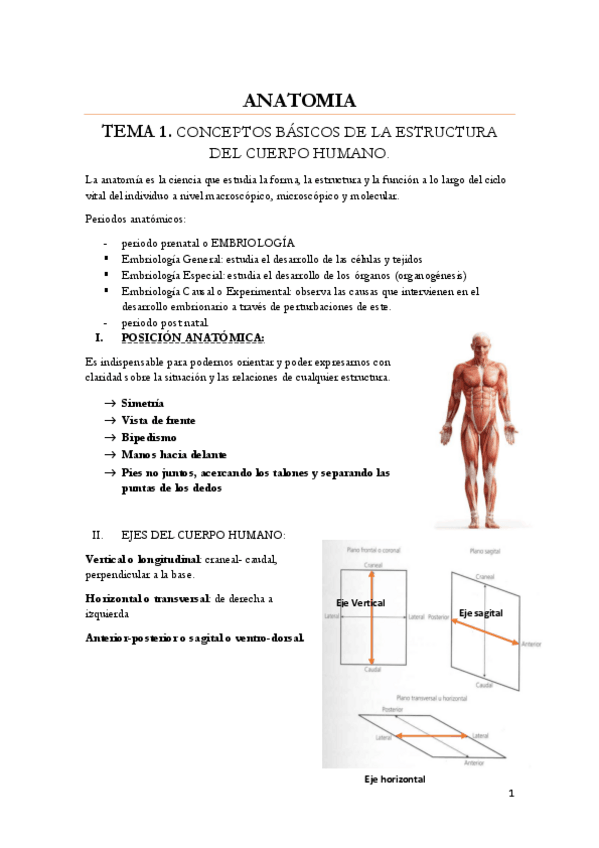 Miniatura del documento repaso-anatomia-1-parcial-hasta-el-tema-7-incluido-sistema-respiratorio.pdf