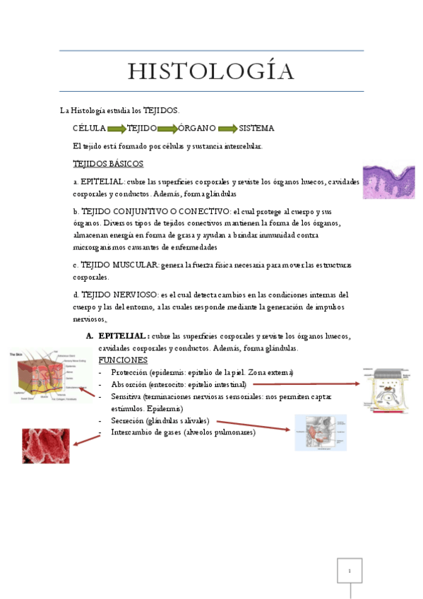 Miniatura del documento histologia-1-parcial.pdf