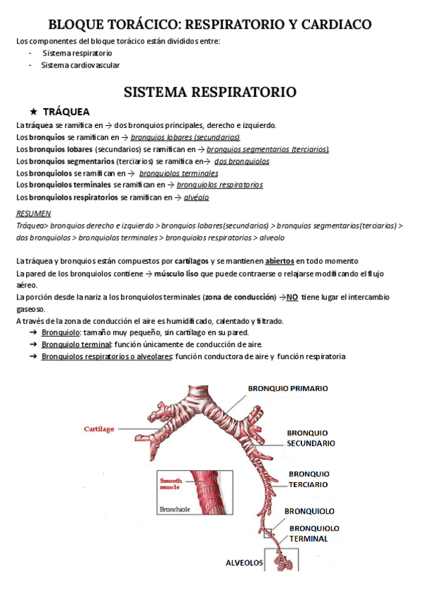 Miniatura del documento SISTEMA-RESPIRATORIO.pdf