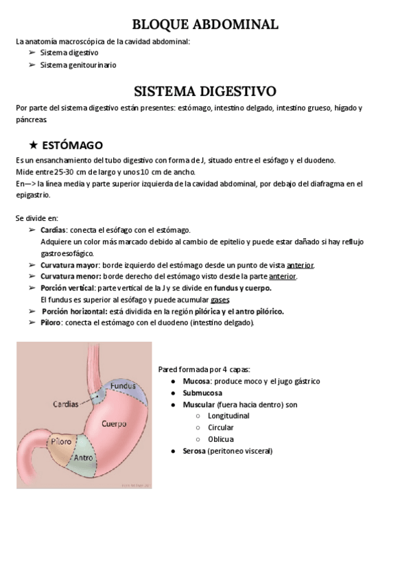 Miniatura del documento SISTEMA-DIGESTIVO.pdf
