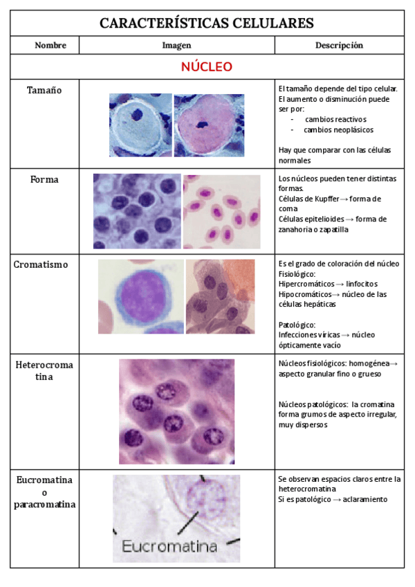 Miniatura del documento CARACTERISTICAS-CELULARES.pdf