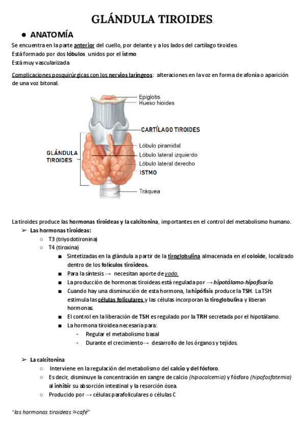 Miniatura del documento GLANDULA-TIROIDES.pdf