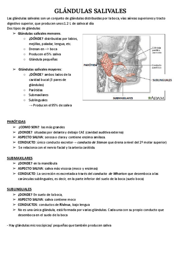 Miniatura del documento GLANDULAS-SALIVALES.pdf