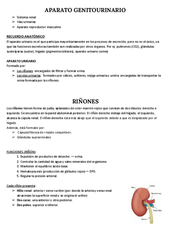 Miniatura del documento RINONES-Y-VIAS-URINARIAS.pdf