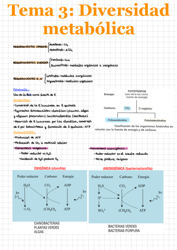 Miniatura del documento Microbiologia-T3.pdf