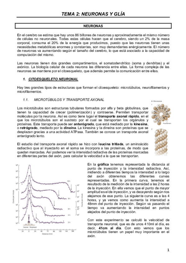 Miniatura del documento NEURO-T2.pdf