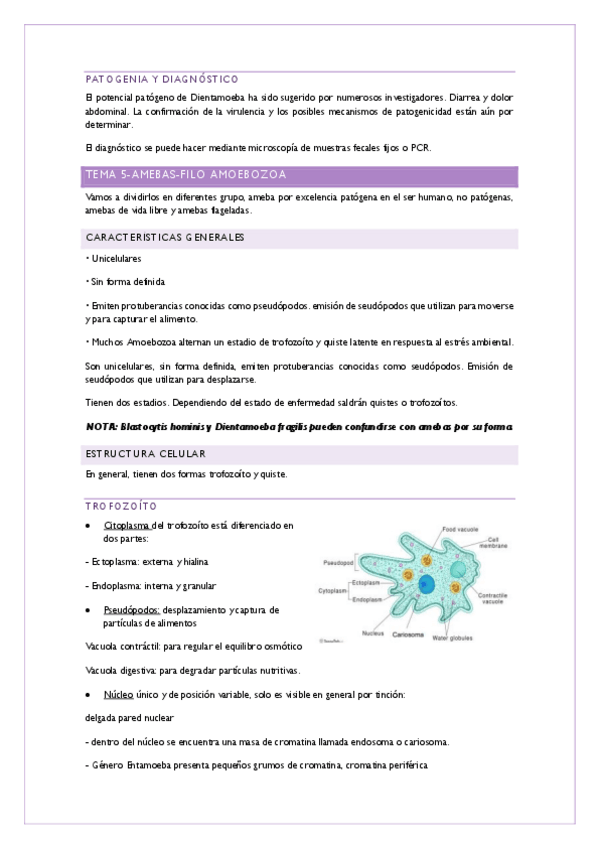Miniatura del documento Amebas.pdf