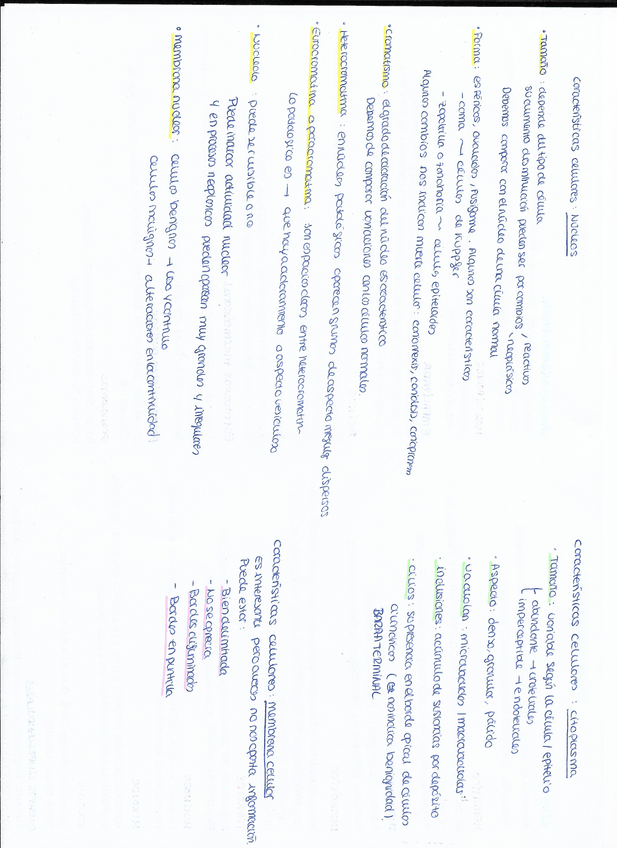 Miniatura del documento CARACT-NUCLEO-Y-CITOPLASMA.jpg