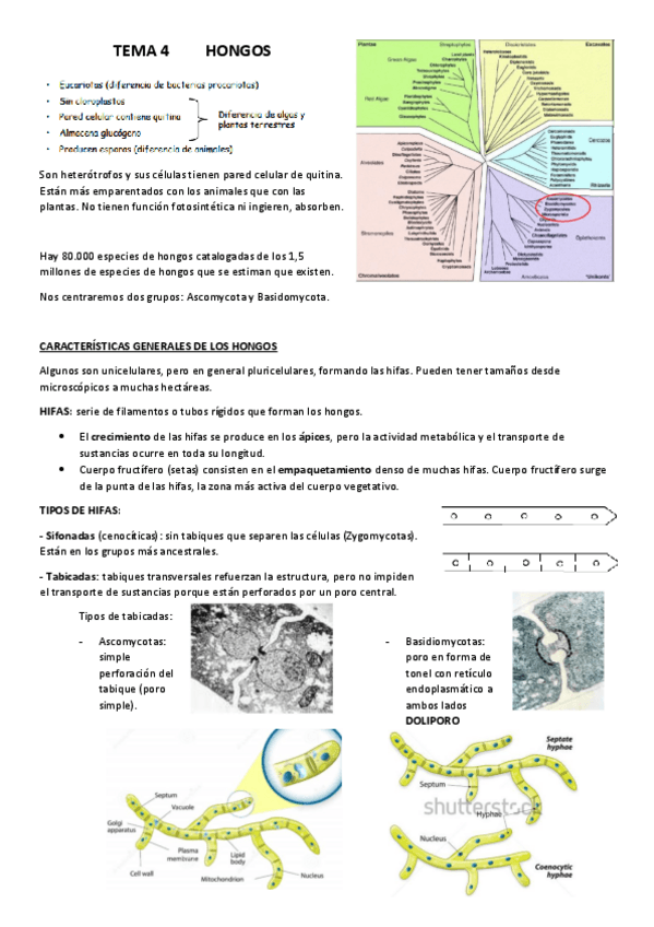 Miniatura del documento TEMA-4.pdf