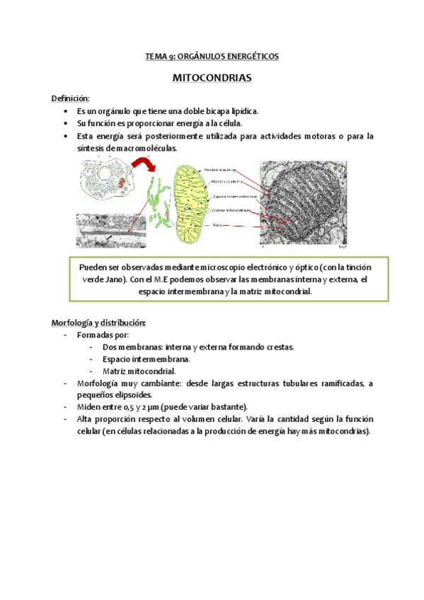 Miniatura del documento Tema-9-Organulos-energeticos.pdf