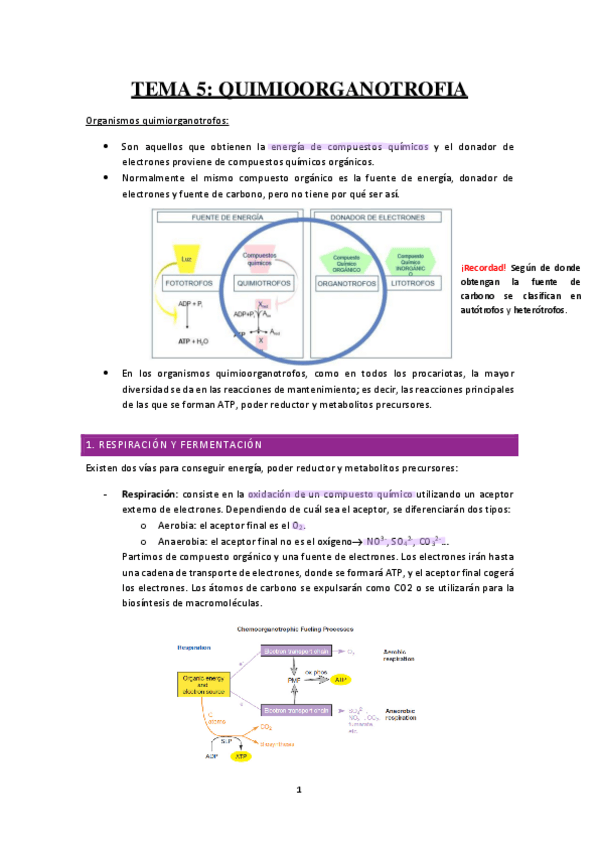 Miniatura del documento TEMA-5-QUIMIORGANOTROFIA.pdf
