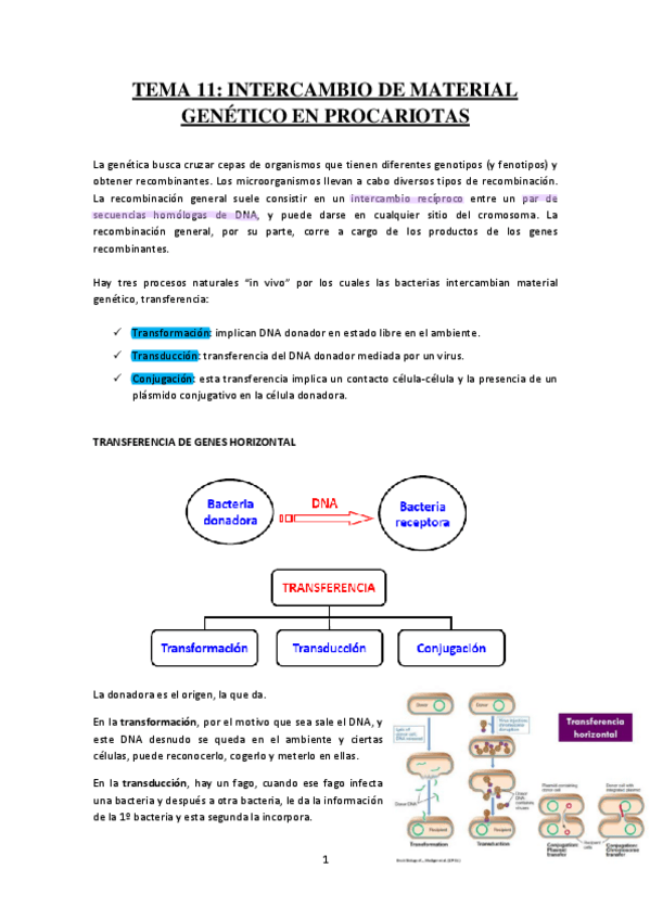 Miniatura del documento TEMA-11-INTERCAMBIO-DE-MATERIAL-GENETICO-EN-PROCARIOTAS.pdf