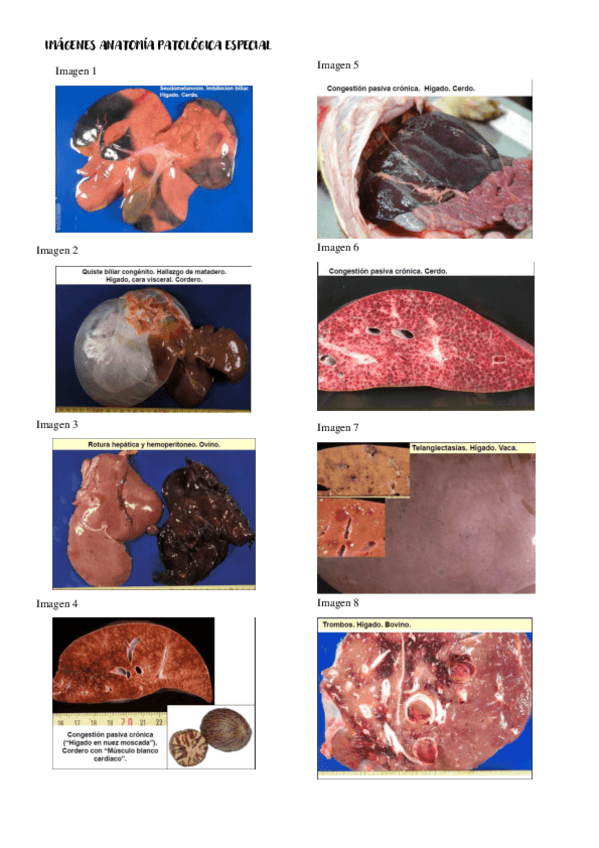 Miniatura del documento imagenes-APe.pdf