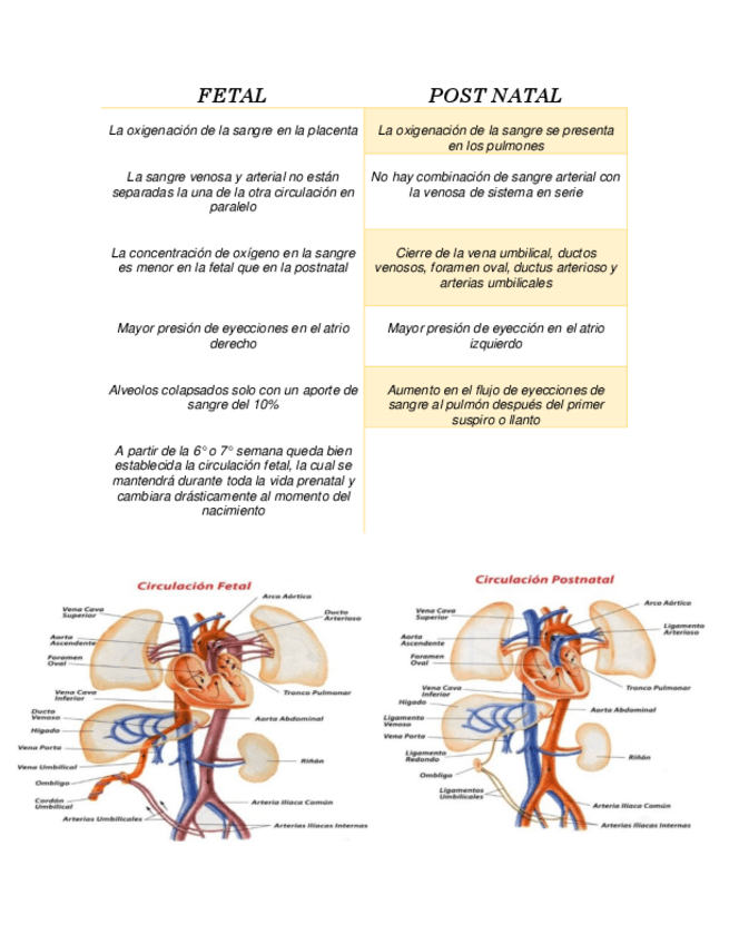 Miniatura del documento CUADRO-COMPARATIVO-FETAL-Y-POST-NATAL.pdf