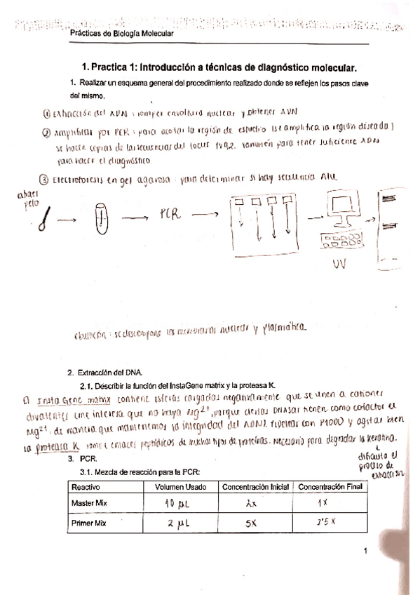 Miniatura del documento Practicas-Biologia-Molecular-Marina-de-Miguel.pdf