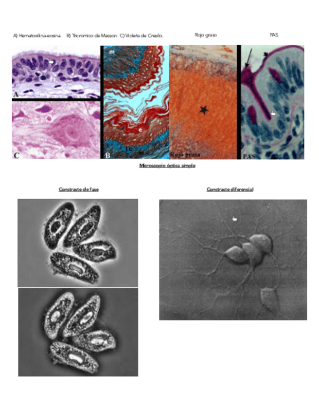 Miniatura del documento SEMINARIO-3.pdf