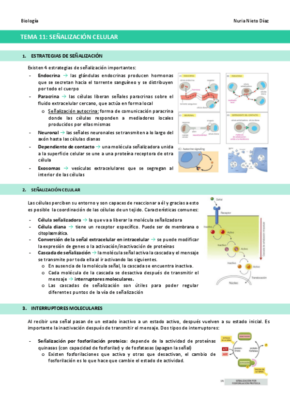 Miniatura del documento TEMA-11-Senalizacion-celular.pdf
