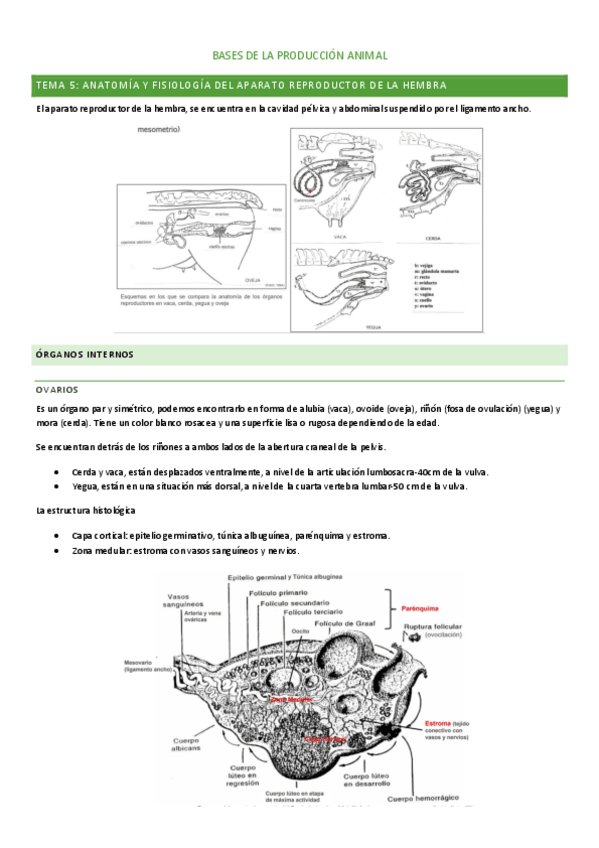 Miniatura del documento T5-ANIMALES-S.pdf