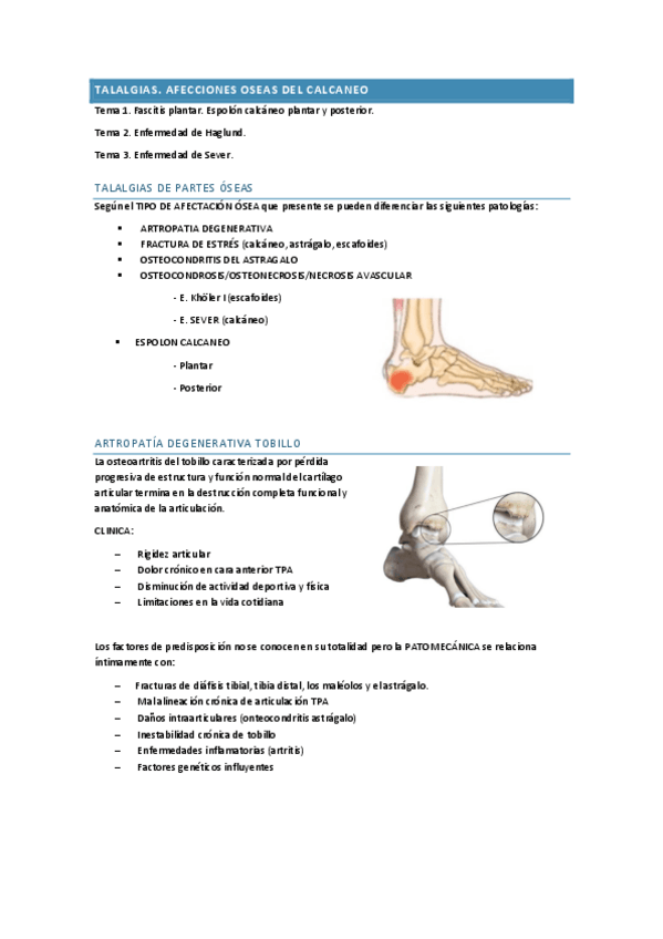 Miniatura del documento PP-U6-partes-oseas.pdf