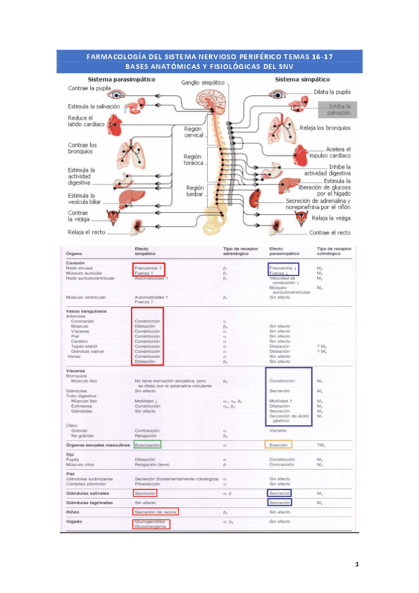 Miniatura del documento F-16-17-18-Sistema-nervioso-adrenergico.pdf