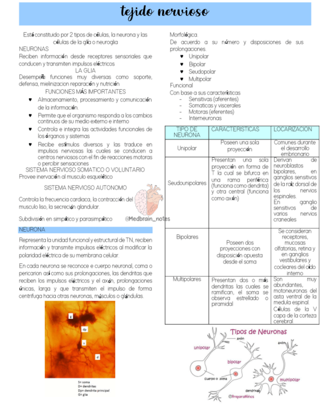 Miniatura del documento TejidoNervioso.pdf