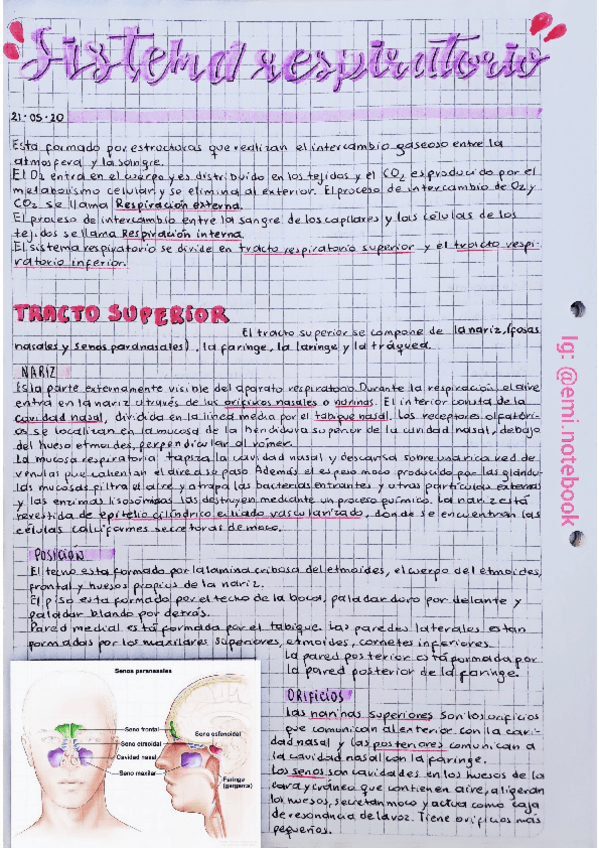 Miniatura del documento Sistema-Respiratorio.pdf