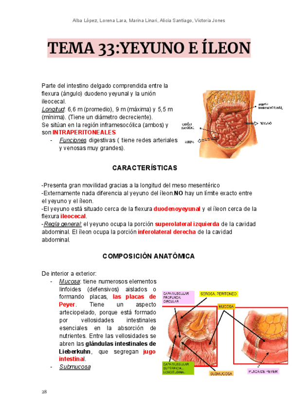 Miniatura del documento T33-y-34-yeyuno-ileon-IG.pdf