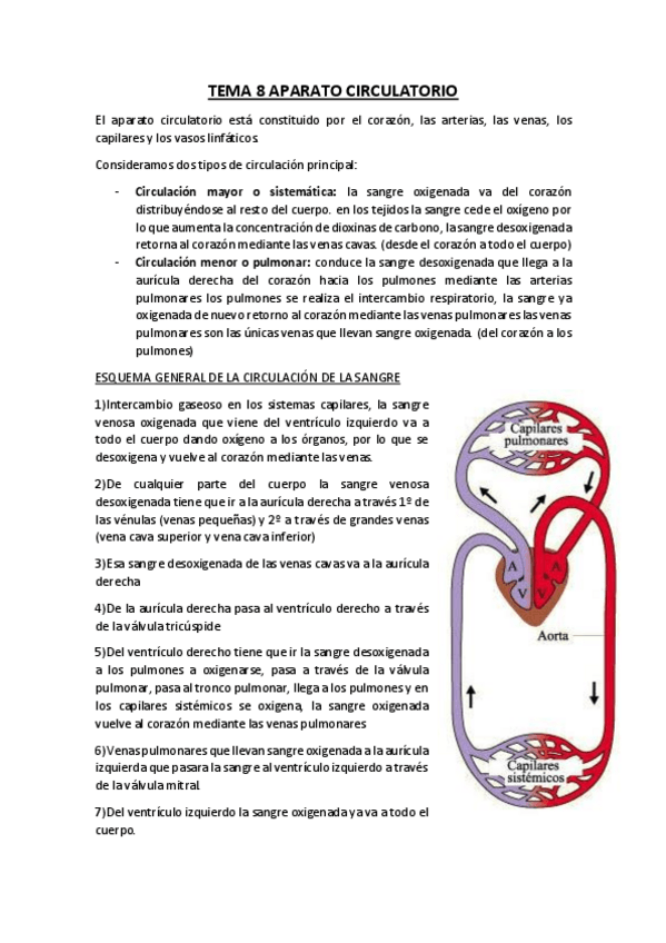 Miniatura del documento Tema-8-ANATOMIA-aparato-circulatorio.pdf