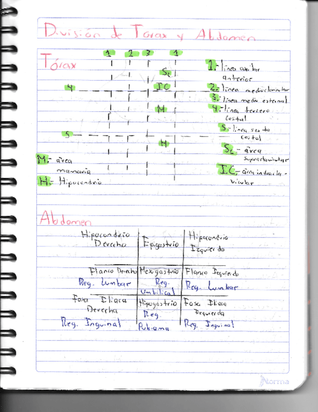 Miniatura del documento Division-del-torax-y-abdomen.pdf