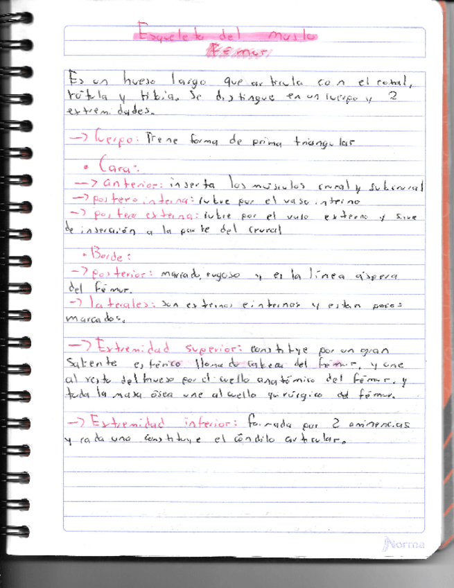 Miniatura del documento Huesos-de-los-miembros-inferiores.pdf