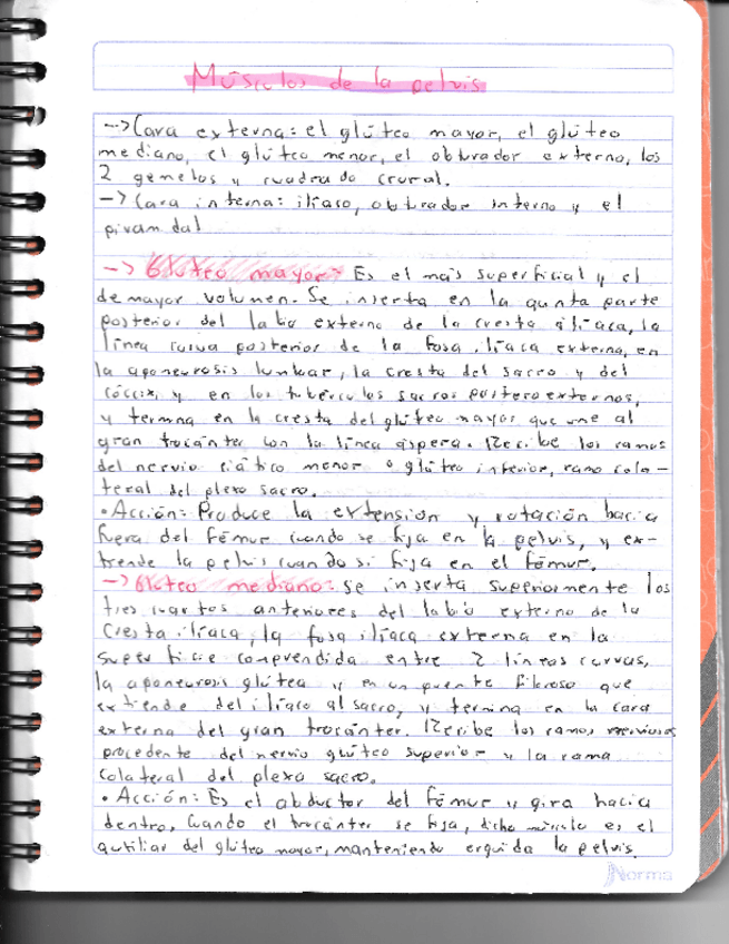 Miniatura del documento Musculos-de-la-pelvis-y-muslo.pdf