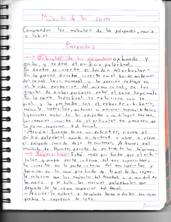 Miniatura del documento Musculos-de-la-cara.pdf