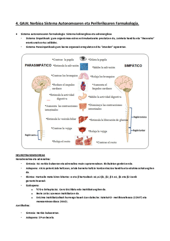 Miniatura del documento Nerbioa-Sistema-Autonomoa-eta-Periferikoa.pdf