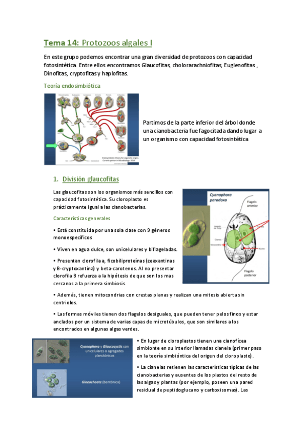 Miniatura del documento Tema-14-protozoos-algales.pdf