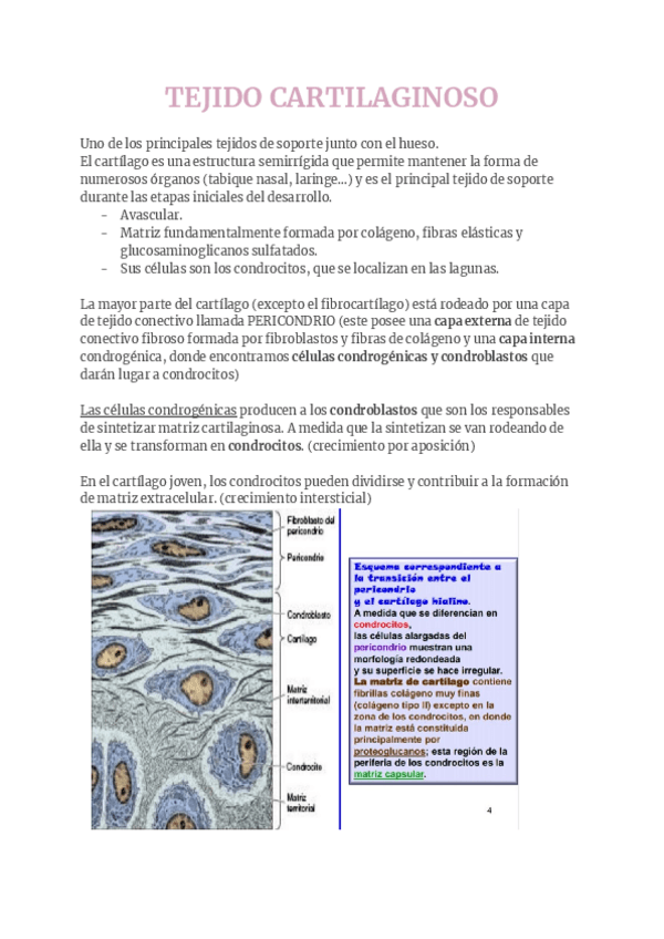 Miniatura del documento Tejido-cartilaginoso-4.pdf