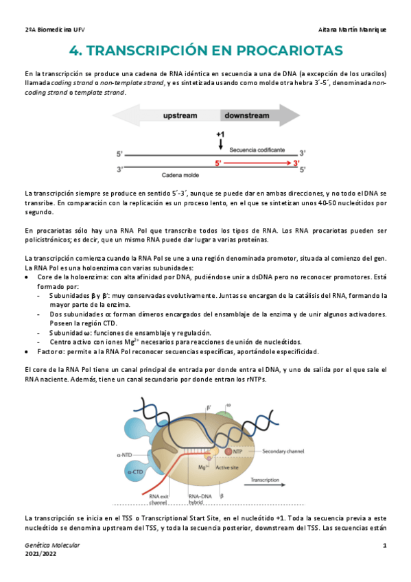 Miniatura del documento Tema-4-Transcripcion-Procariota.pdf