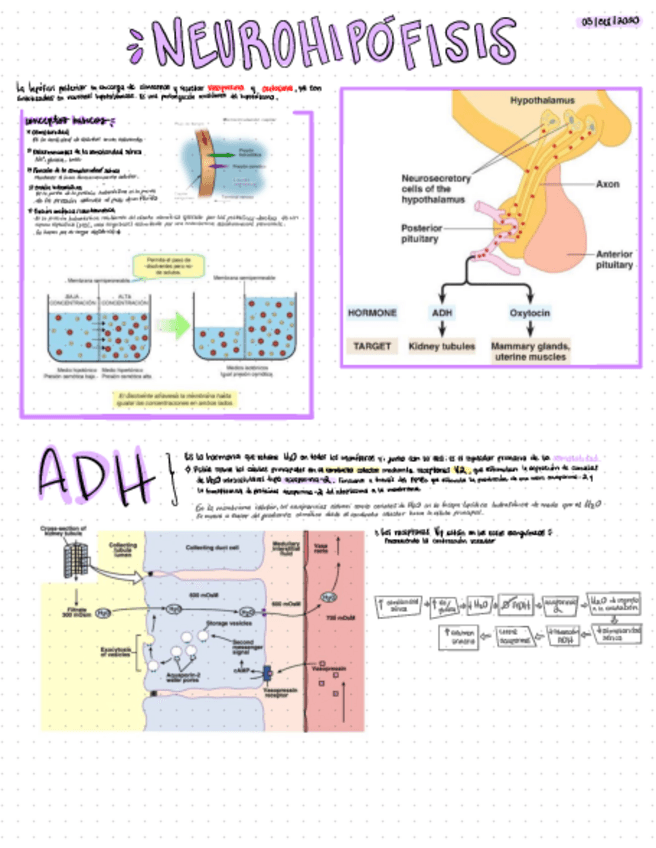 Miniatura del documento neurohipofisis.pdf