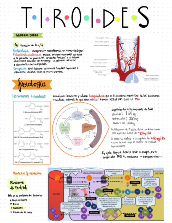 Miniatura del documento Generalidades-de-la-tiroides.pdf