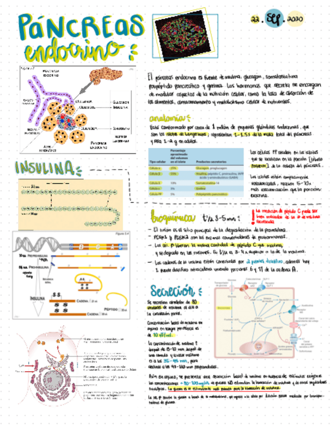 Miniatura del documento Pancreas-endocrino.pdf