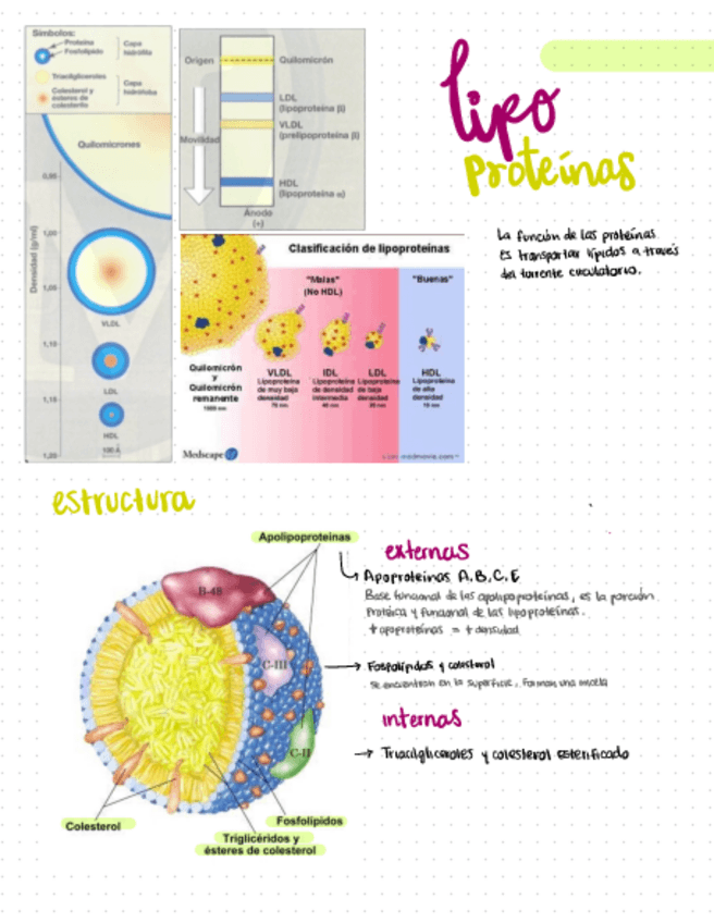 Miniatura del documento Ateroesclerosis.pdf