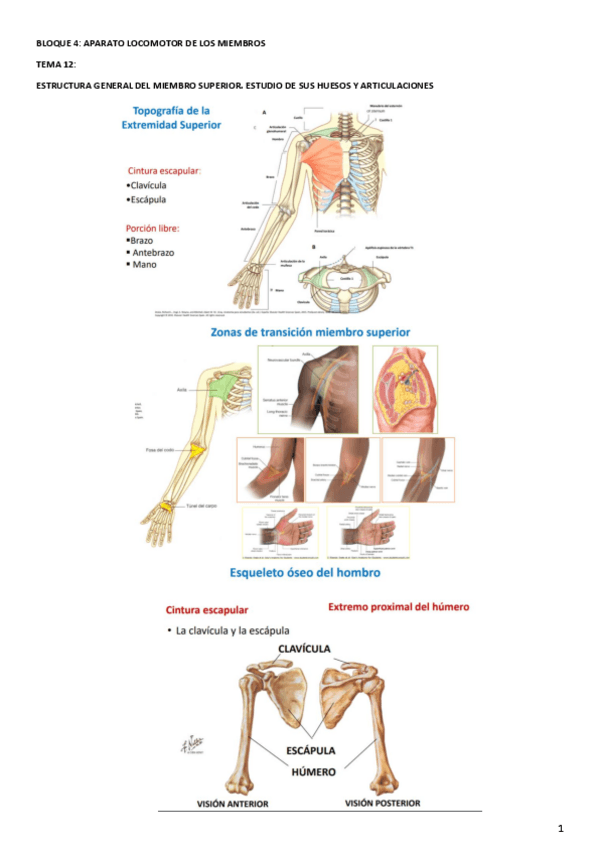 Miniatura del documento TEMAS-ANATOMIA-12-22.pdf